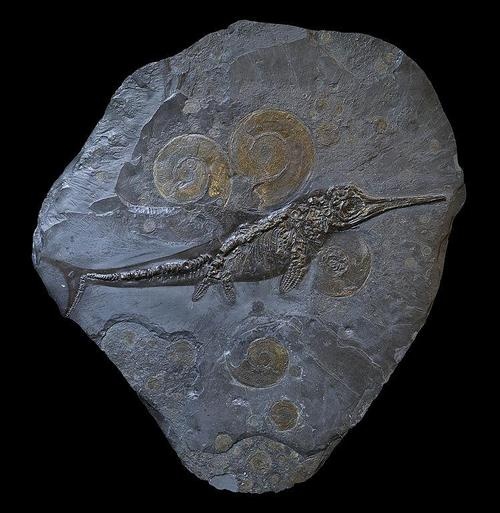 Photo:  Ichthyosaur fossil Holzmaden Germany